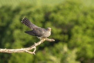 Cuckoo (Cuculus canarus), bird, on branch, Ormoz, Slovenia