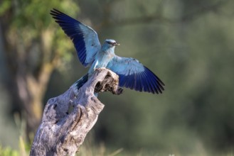 Blue racke (Coracias garrulus), bird, approaching tree trunk, Kiskunsag National Park, Hungary