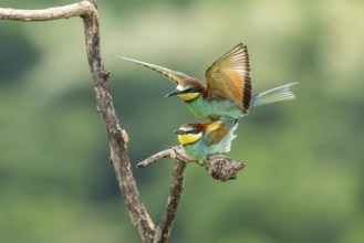 Bee-eater (Merops apiaster), birds copulating on branches, Ormoz, Slovenia