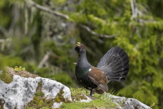 Grouse (Tetrao urogallus), bird, courting in the forest, Koroska, Slovenia