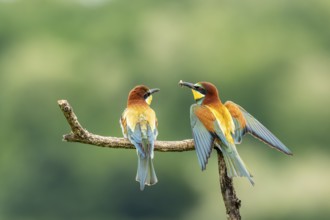 Bee-eater (Merops apiaster), birds on branch, bridal gift, Ormoz, Slovenia