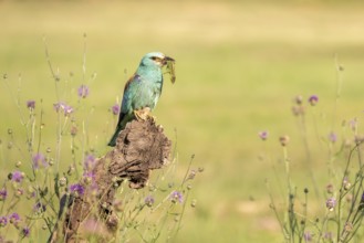 Blue racke (Coracias garrulus), bird, on a tree trunk with an owdish in its beak, Kiskunsag