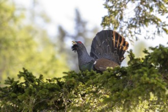Grouse (Tetrao urogallus), bird, courting on a tree, Koroska, Slovenia