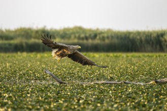 White-tailed eagle (Haliaeetus albicilla), bird, departing from Ast, Danube Delta, Romania