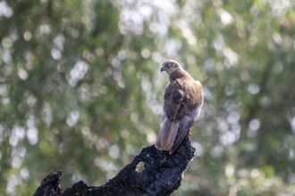 Harrier (Circus aeruginosus), bird, on tree stump, Danube Delta, Romania