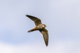 Tree falcon (Falco subbuteo) flying, Danube Delta, Romania