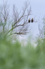 Two sea eagles (Haliaeetus albicilla), bird sitting on tree, Danube Delta, Romania