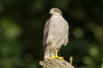 Sparrowhawk (Accipter nisus), bird, on tree trunk, Kiskunsag National Park, Hungary