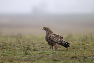 Imperial eagle (Aqulia heliaca), bird, sideways, in the meadow, Kiskunsag National Park, Hungary