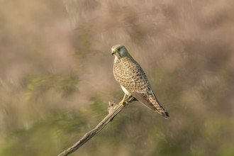 Kestrel (Falco tinnunculus) sitting on branch, Kiskunsag, Hungary