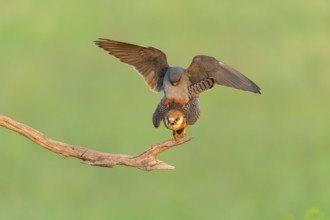 Red-footed falcon (Falco vespertinus) copulation on branch, Kiskunsag National Park, Hungary