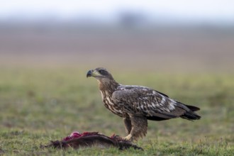 White-tailed eagle (Haliaeetus albicilla), bird, sideways, on prey, in the meadow, Kiskunsag