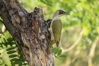Greeting woodpecker (Picus viridis), female, sideways, on tree trunk, Kiskunsag National Park,