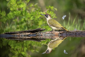 Greeting woodpecker (Picus viridis), bird, femal, sideways, on tree trunk, waterside, reflection,