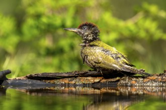 Greeting woodpecker (Picus viridis), bird, juvenile, sideways, on tree trunk, after the bath,