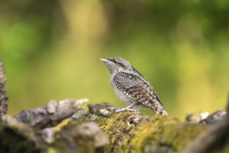 Wendneck (Jynx torquilla), bird, juvenile, sideways on tree trunk, Ormoz, Slovenia