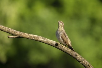 Wendneck (Jynx torquilla), bird, sideways on branch, Ormoz, Slovenia