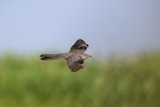 Cuckoo (Cuculus canarus), bird, flying, Danube Delta, Romania