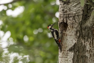 Blood woodpecker (Dendrocopos syriacus), bird, on tree trunk in front of brood cave, Tiszaalpar,