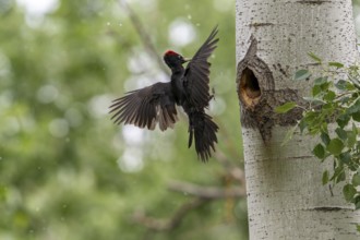 Black woodpecker (Dryocopus martius), male approaching a tree to the brood cave, Tiszaalpar,