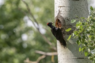 Black woodpecker (Dryocopus martius), female on a tree in front of nesting cave feeding young