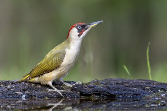 Greeting woodpecker (Picus viridis), bird, male, sideways, on tree trunk, Kiskunsag National Park,