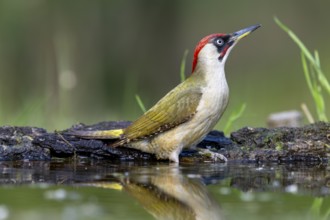 Greeting woodpecker (Picus viridis), bird, female, sideways, on tree trunk, near water, Kiskunsag