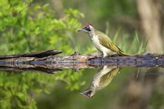 Greeting woodpecker (Picus viridis), bird, female, sideways, on tree trunk, waterside, reflection,