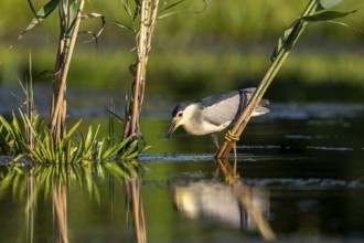 Night heron (Nycticorax nytricorax), bird, in water, Danube Delta Romania