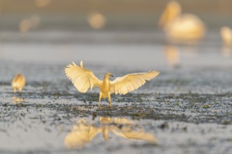 Egret (Ardeola ralloides), bird, in morning light, Danube Delta, Romania