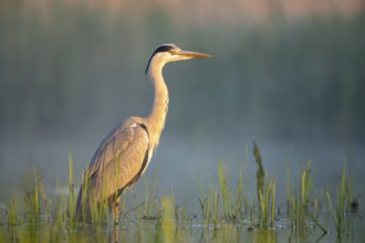Grey heron (Ardea cinerea), bird, in water, morning light, Subotica, Serbia