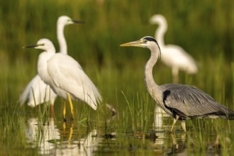 Grey heron (Ardea cinerea), bird, in water, great egret (Asmerodius albus) in the background,