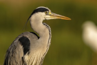 Grey heron (Ardea cinerea), bird, portrait, morning light, Subotica, Serbia