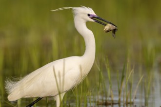 Little egret (Egretta garzetta), bird, fish in the beak, Subotica, Serbia