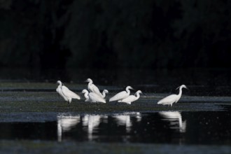 Little egrets (Egretta egretta), birds, in the Easser, Danube Delta, Romania