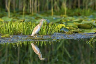 Egret (Ardeola ralloides), bird, near water, with reflection, Danube Delta, Romania