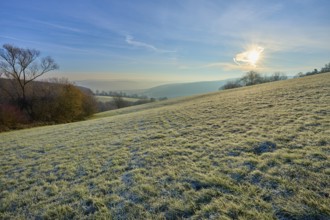 Frost covers a hill in sunrise light on a clear morning, Seckmauern, Lützelbach, Maintal, Odenwald,