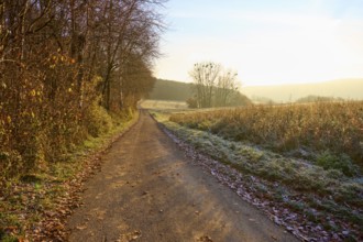 A quiet, frosty trail leads through nature on an early sunny morning, Seckmauern, Lützelbach,