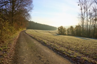 A field path leads through a frosty field, illuminated by the morning sun, Seckmauern, Lützelbach,