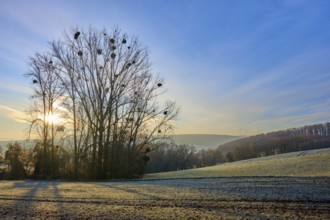 A frosty morning with sunbeams coming out from behind a group of trees, Seckmauern, Lützelbach,