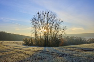Trees stand in front of a winter sunrise on a frosty field, Seckmauern, Lützelbach, Odenwald,