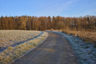A frosty path leads through a wintry landscape under a clear, blue sky, Seckmauern, Lützelbach,