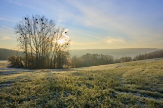 A sunny morning in a frozen field with a row of trees in the background, Seckmauern, Lützelbach,