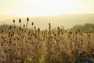 Thistle in the light of sunrise. Her silhouettes rise in front of an illuminated landscape,