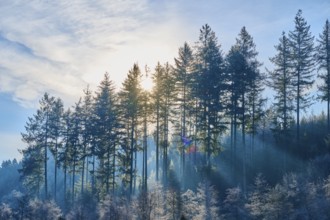 Sky sun shines through tall trees, bathes the winter landscape in soft rays and cool colors,