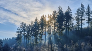 Rays break through high coniferous forest under a clean sky, creating a calming and quiet