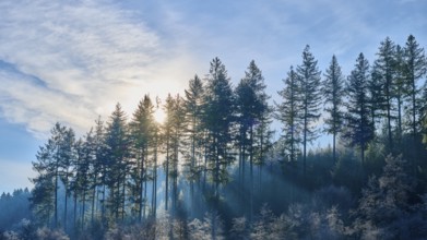Sun rays penetrate tall conifers in a clear sky, creating a peaceful forest atmosphere,