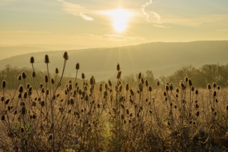 Distel bush at sunrise glows in light that highlights the silhouettes in bright colors, Seckmauern,