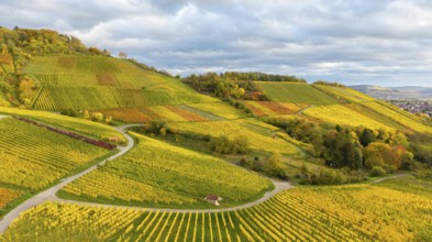 Extensive vineyards in rich shades of green and yellow under a cloudy sky, autumn, near Korb im