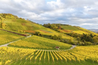 Landscape of vineyards in bright autumn colors under a cloudy sky, near Korb im Remstal,